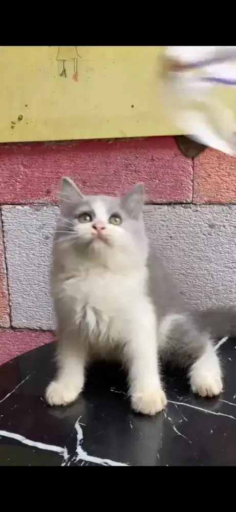 Anak kucing anggora/kitten persia jantab/kucing persia jantab