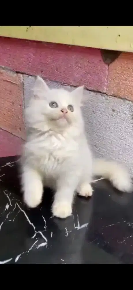 Anak kucing anghora/kitten persial  betina/kucing  persia betina