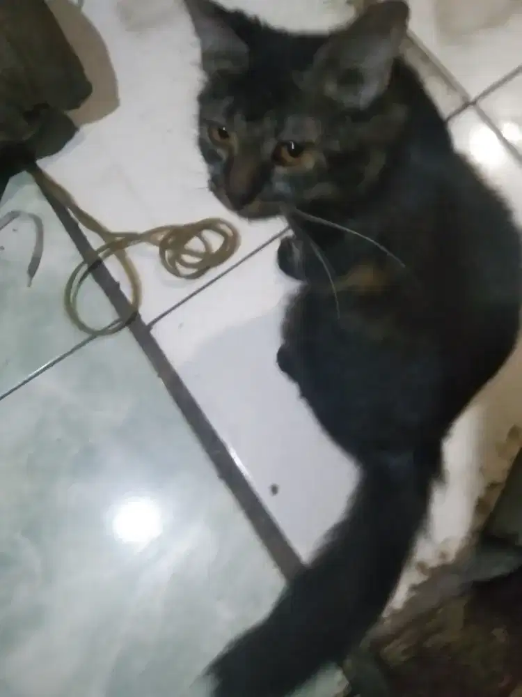 Kucing Persia betina