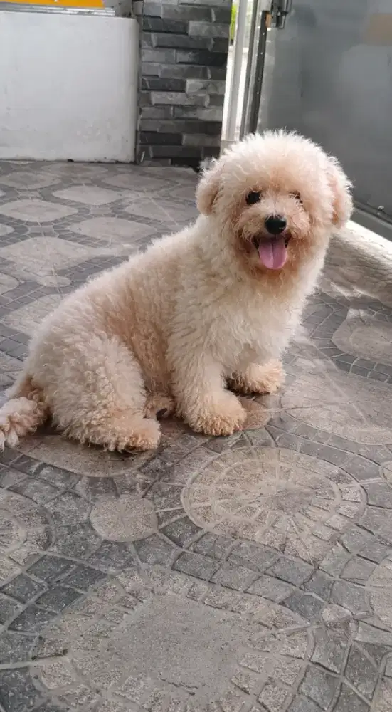 Anjing bichon betina