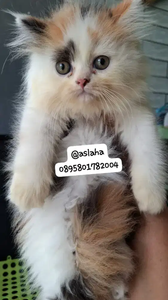 Anak kucing anggora/kitten persia  betina/kucing flatnose betina