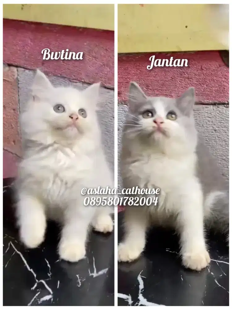 Anak kucing anggora/kitten flatnose jantan/kucing persia  jantan
