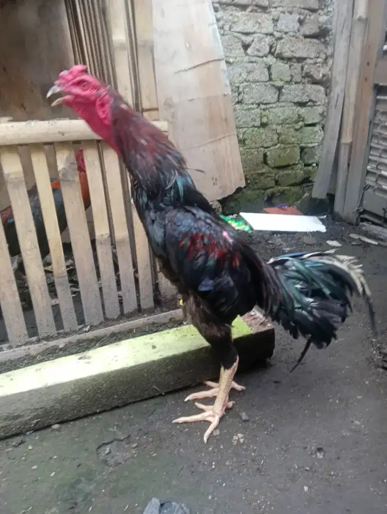 Jual ayam Bangkok