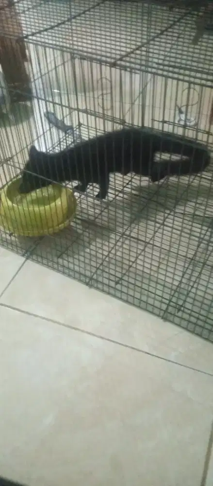 musang lombok kece