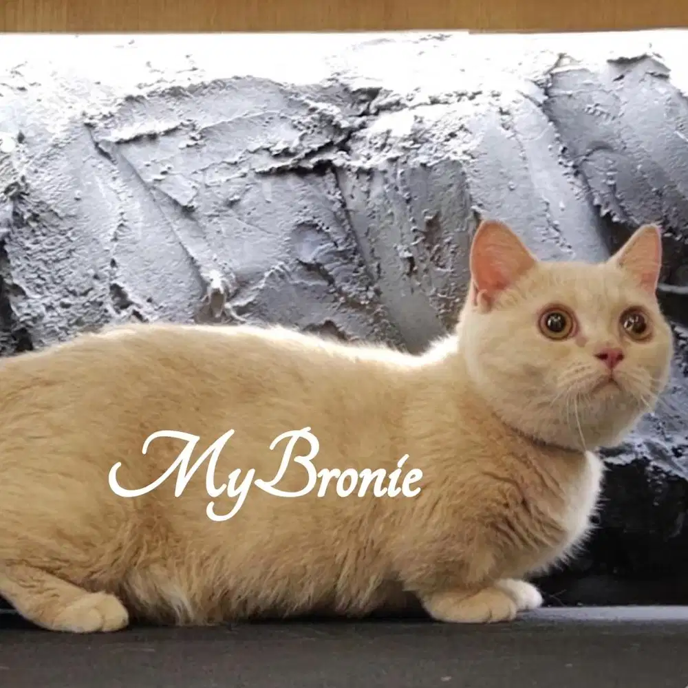 Kucing munchkin british betina cream