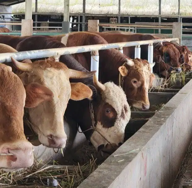 sapi limosin jantan 600kiloanUP 70rb-an/kilo siap kurban 2026 premium