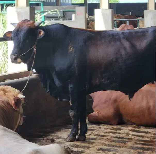 sapi limosin jantan 600kiloanUP layak hewan qurban premium 2026 manteb