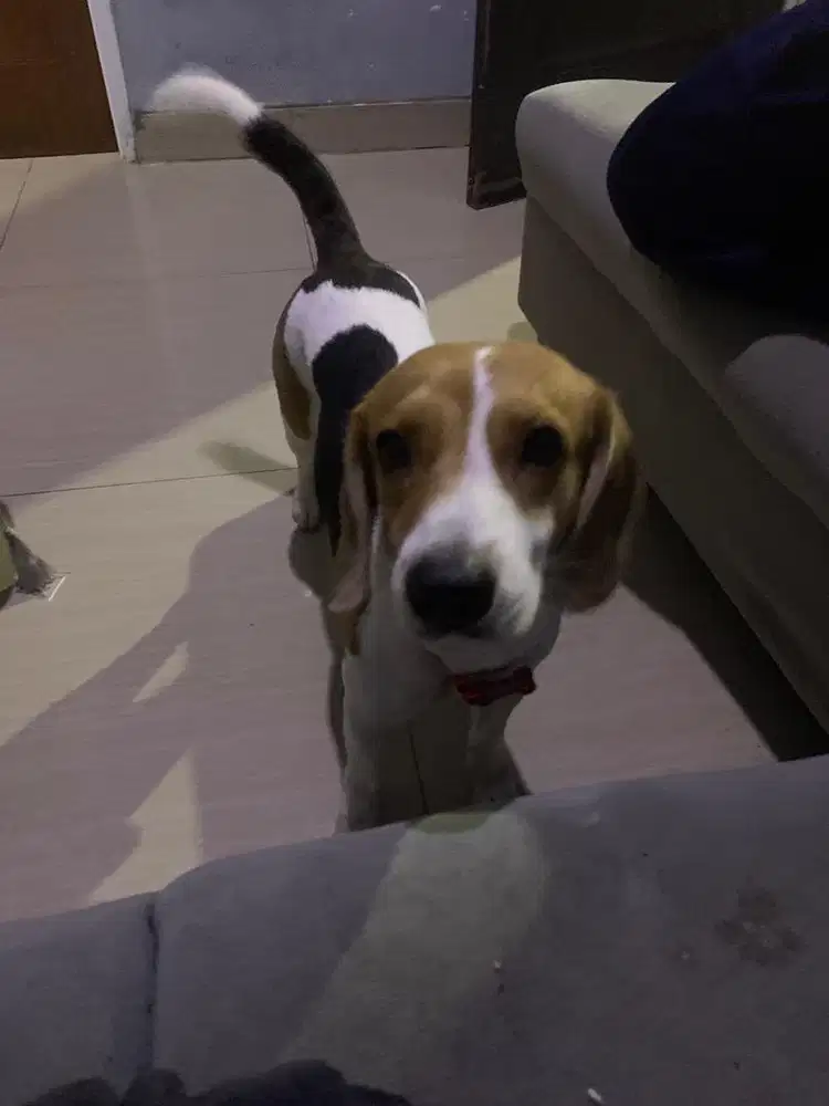 Jual anjing jenis beagle