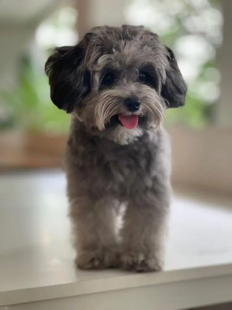 Butuh kennel boy secepatnya ada mes dannuang makan