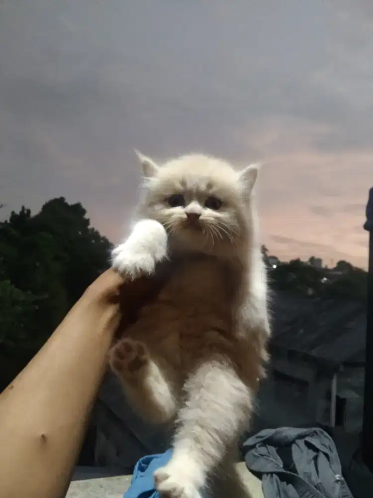 Persia longhair muka bulat betina usia 2 bulan