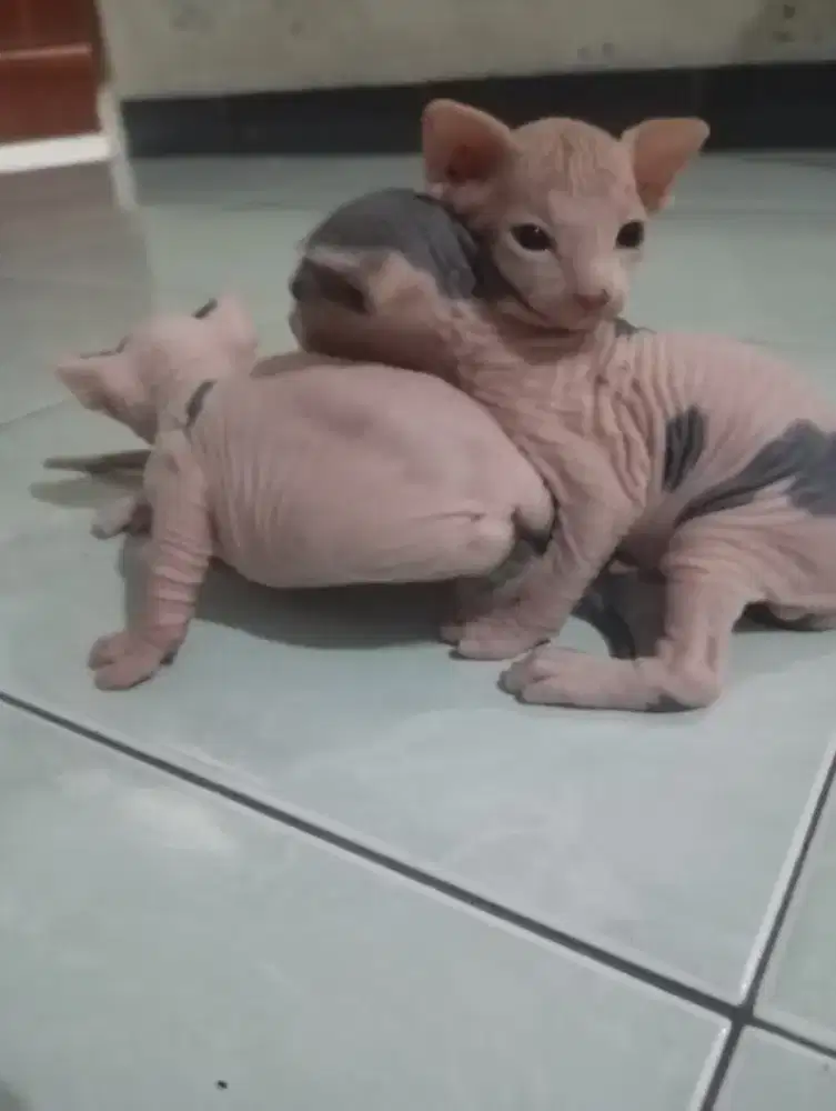 Sphynx kitten 3