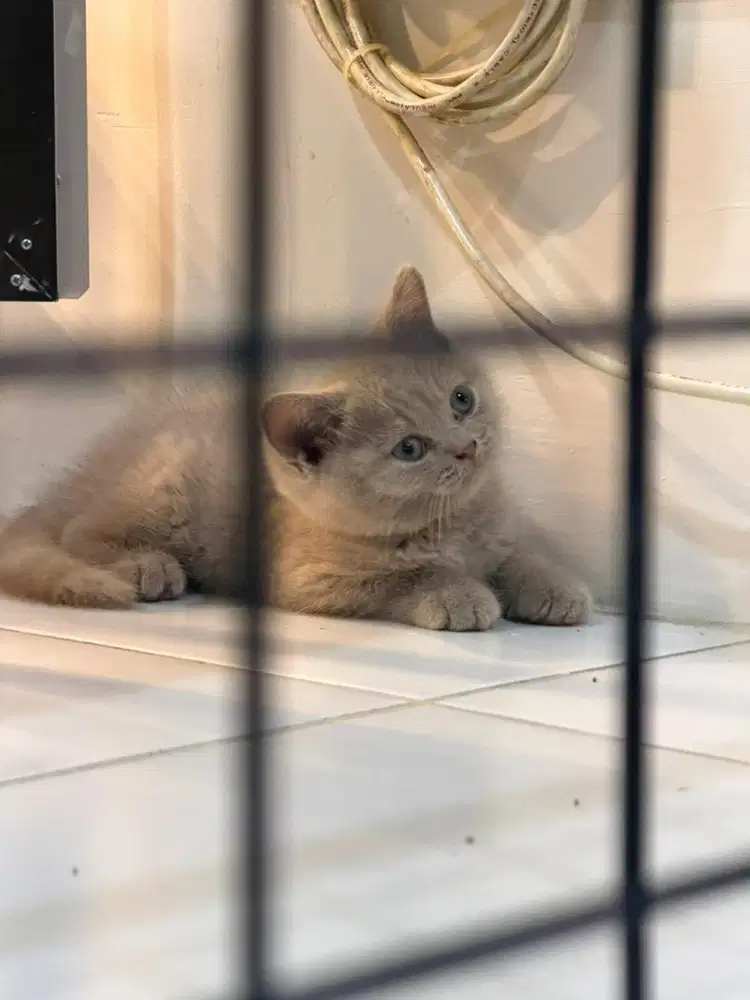 British Short Hair Lilac