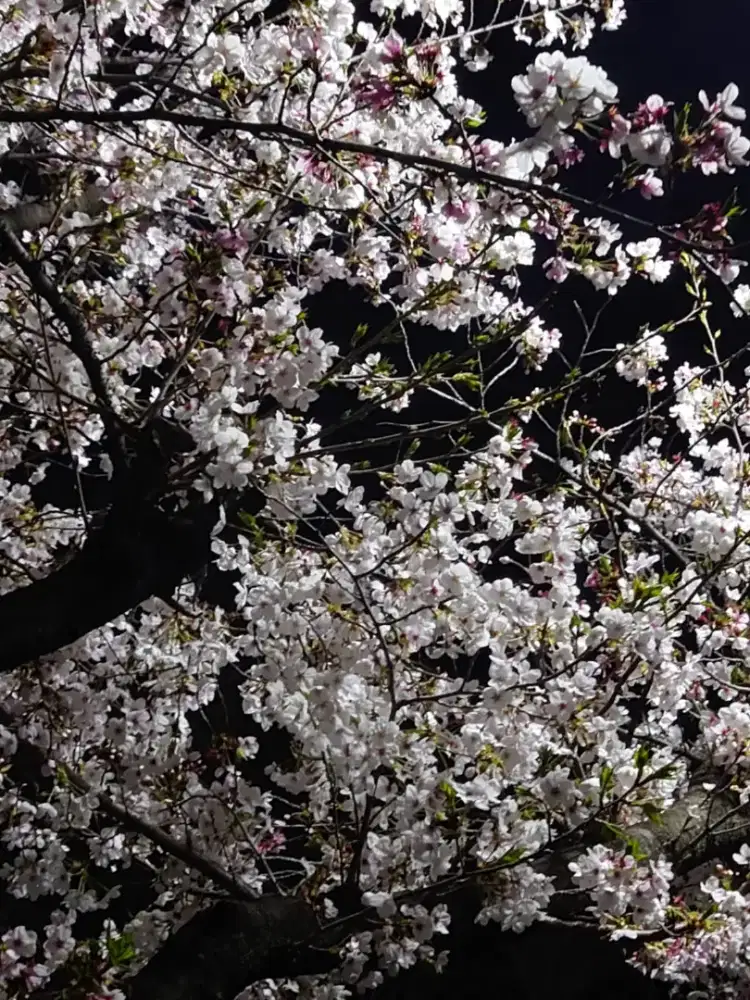 Butuh art pria pulang pergi