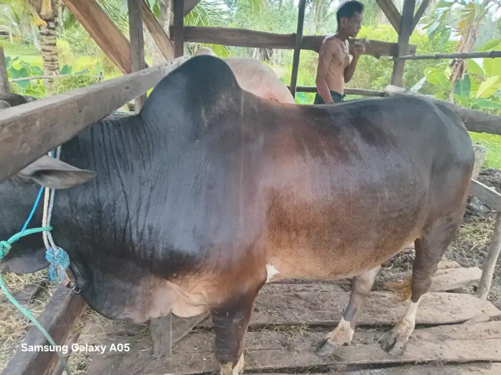Sapi kurban sehat