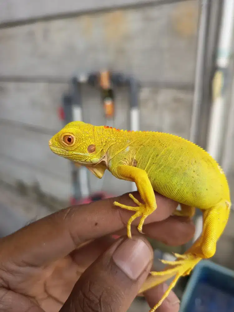 Iguana red albino