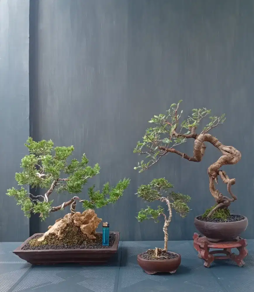 Mini bonsai murah ada 3 pohon