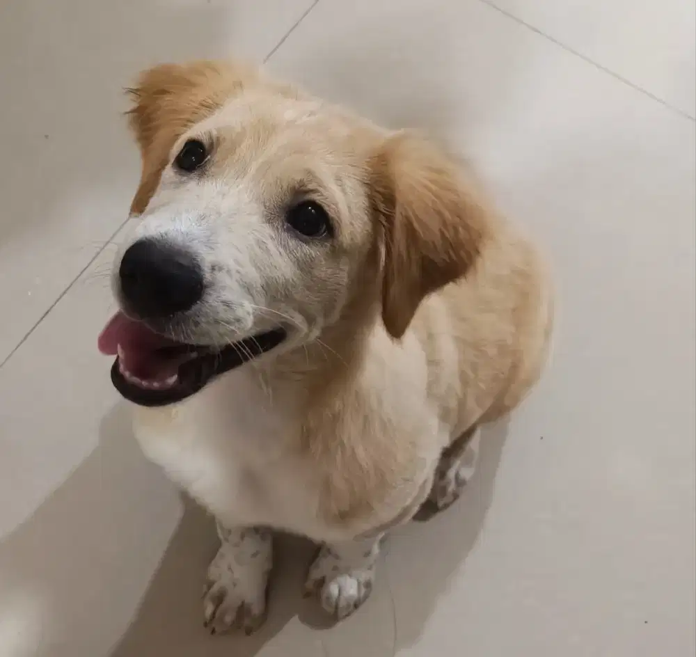 jual anak anjing golden mix