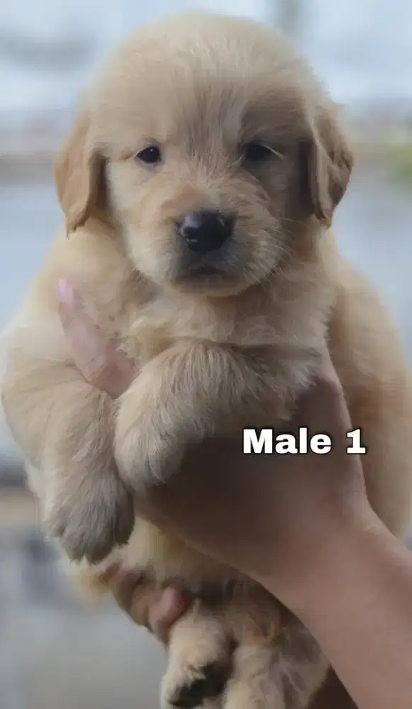 Golden ret 1 jantan 1 betina