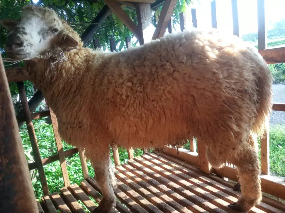 Domba cross merino texel