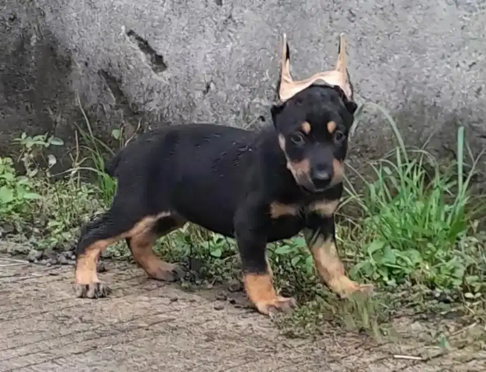 Doberman Betina 1,5 bln non stamboom sudah kupir