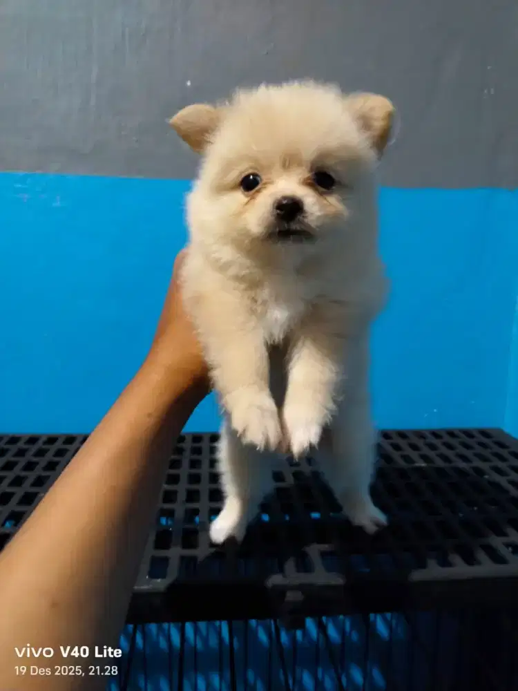 Minipom betina,non stb