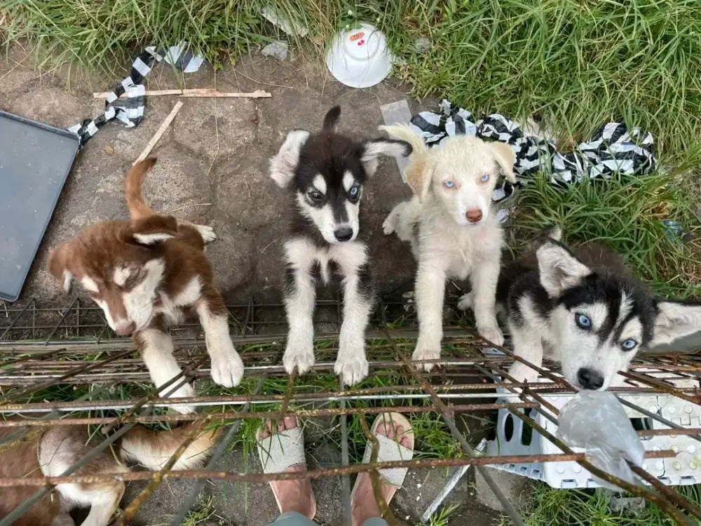 Siberian Husky Mix Beagle Jantan Betina