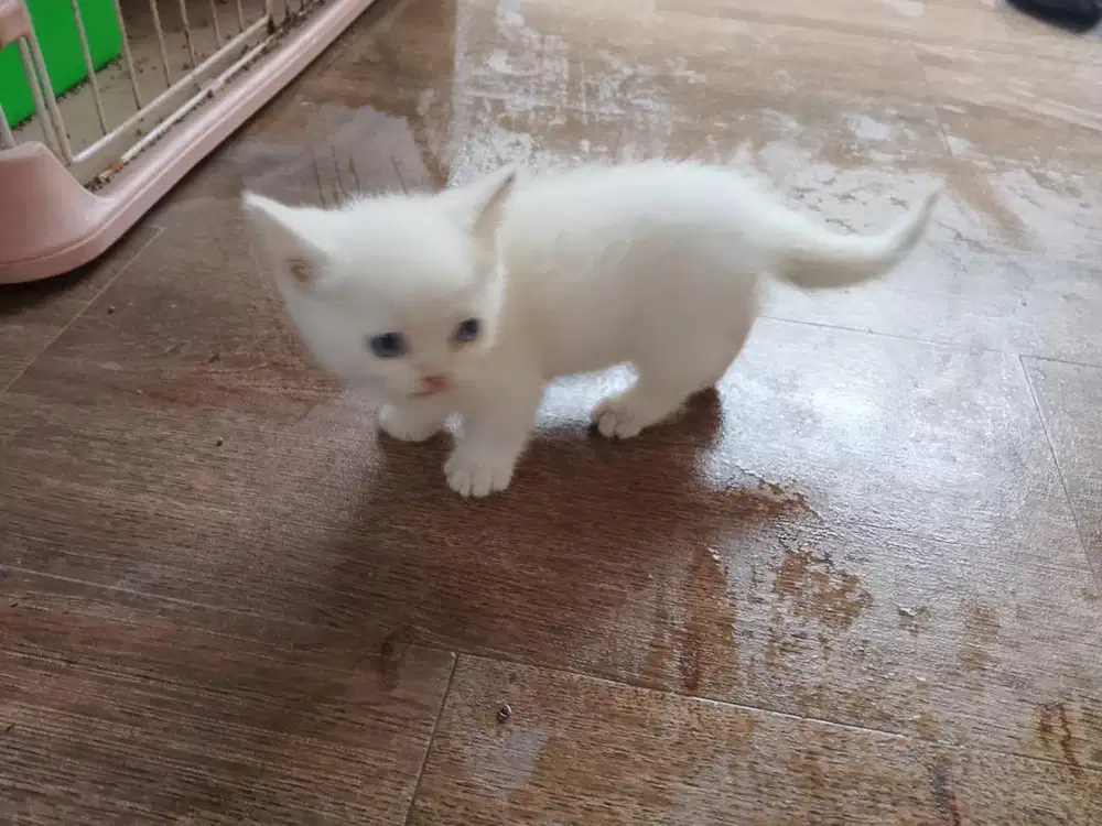 Anakan kucing scottish x munchkin