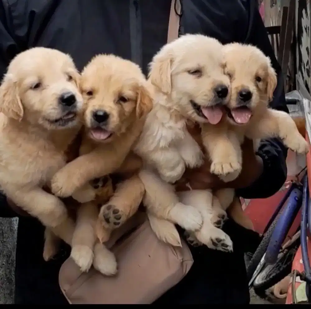 Golden Retreiver Jantan dan Betina 5 minggu non stamboom