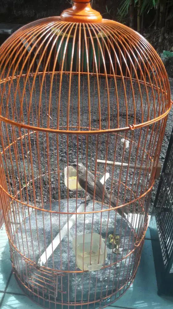 Burung trucukan rajin bunyi