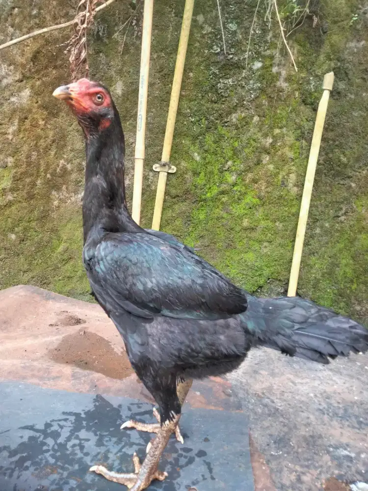 Ayam Pakhoy biangan Brakot brutal