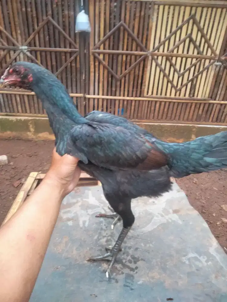 Ayam Pakhoy biang Brakot,tehnik