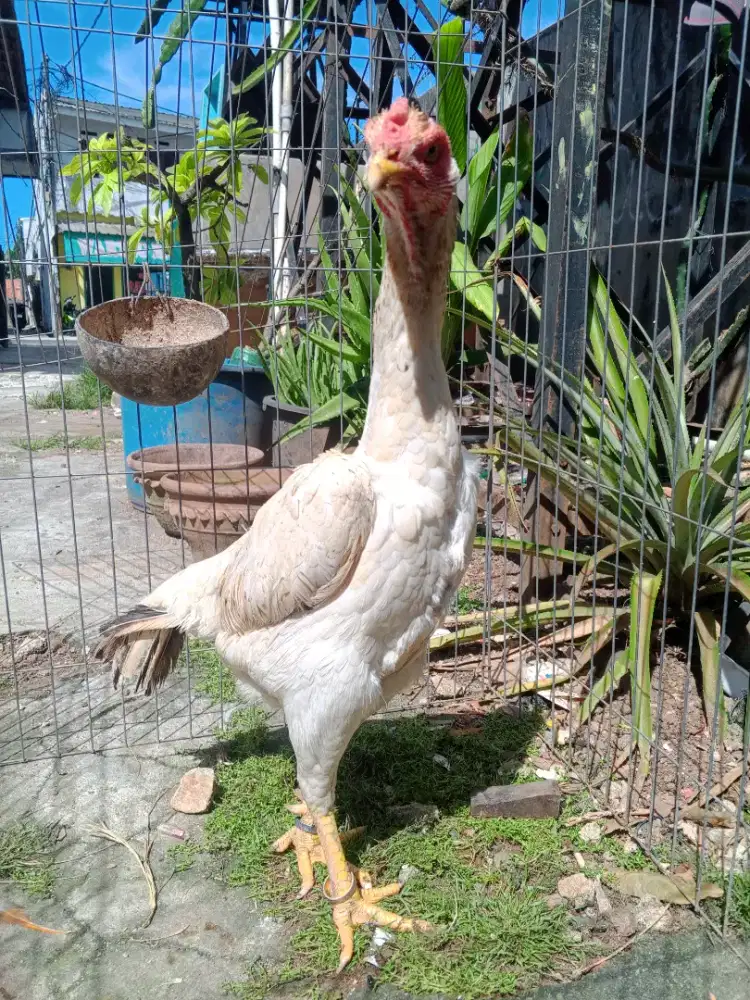 Ayam shamo eropa big