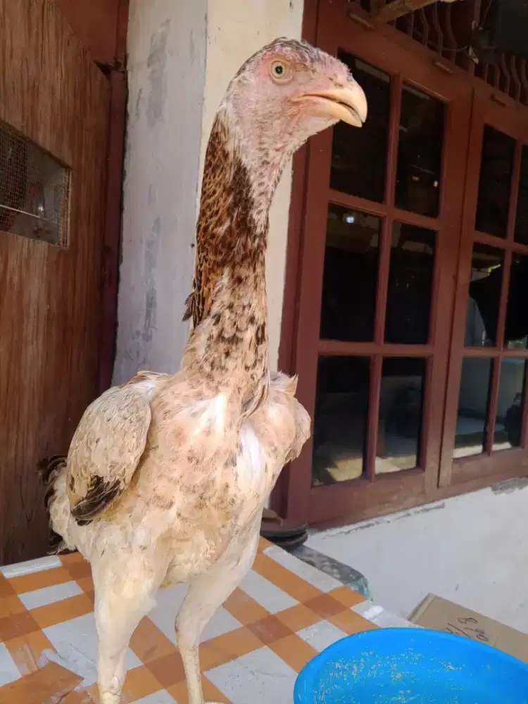 Ayam shamo eropa 3 color