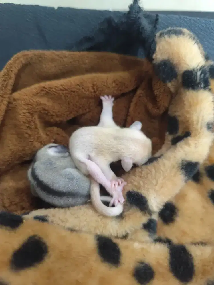Sugar glider baby