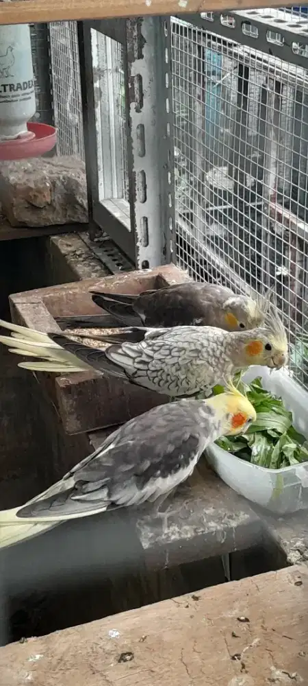 Burung falk borongan 3 ekor dewasa siapan