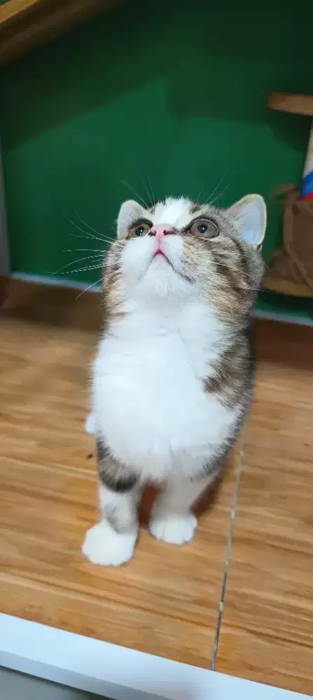 Kucing british short hair