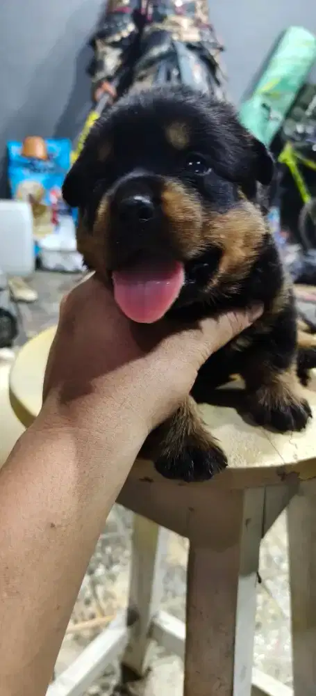 Rotweiler puppy stb jantan dan betina dob 20 maret 2026