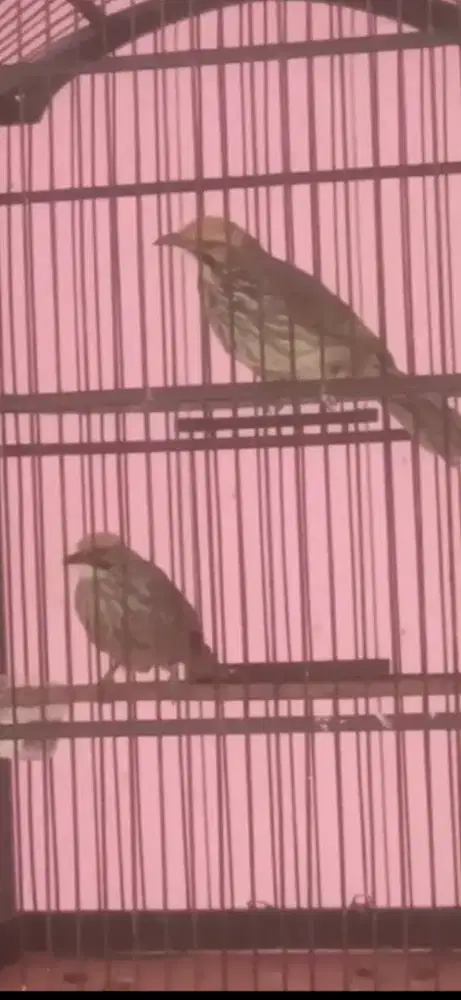 Cucak rowo hutan sepasang bawa anak 2 ekor fuulset