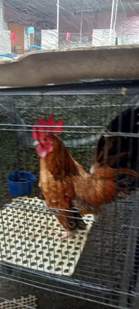 Ayam Kate jantan dewasa