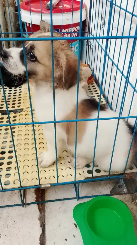 Di jual ata TT burung ajing mix pom