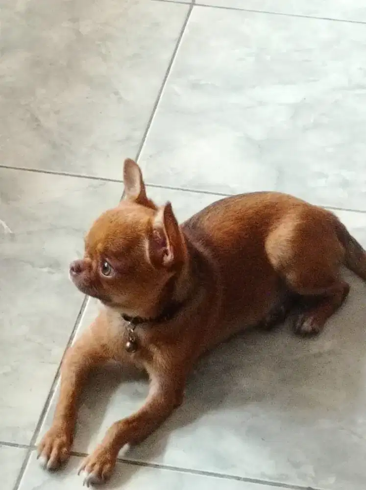 Di jual anjing Chihuahua umaur 6 bulan betina
