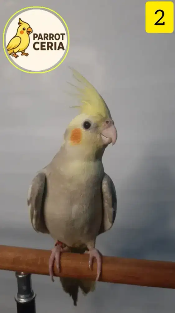 Parkit australia Cinnamon skill FTM