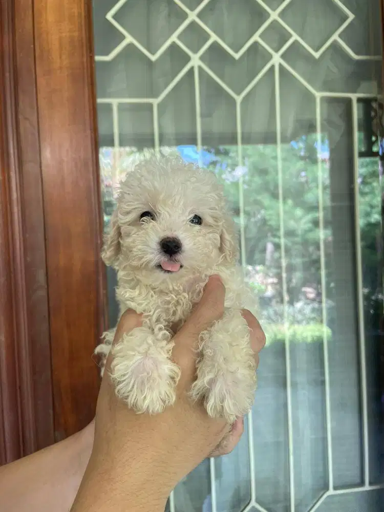 Toy Poodle Surabaya Betina Light Apricot