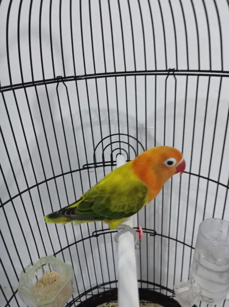 Burung Lovebird LB Biola Euwing