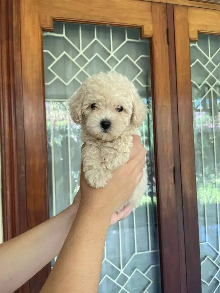 Toy Poodle Surabaya Betina Light Apricot