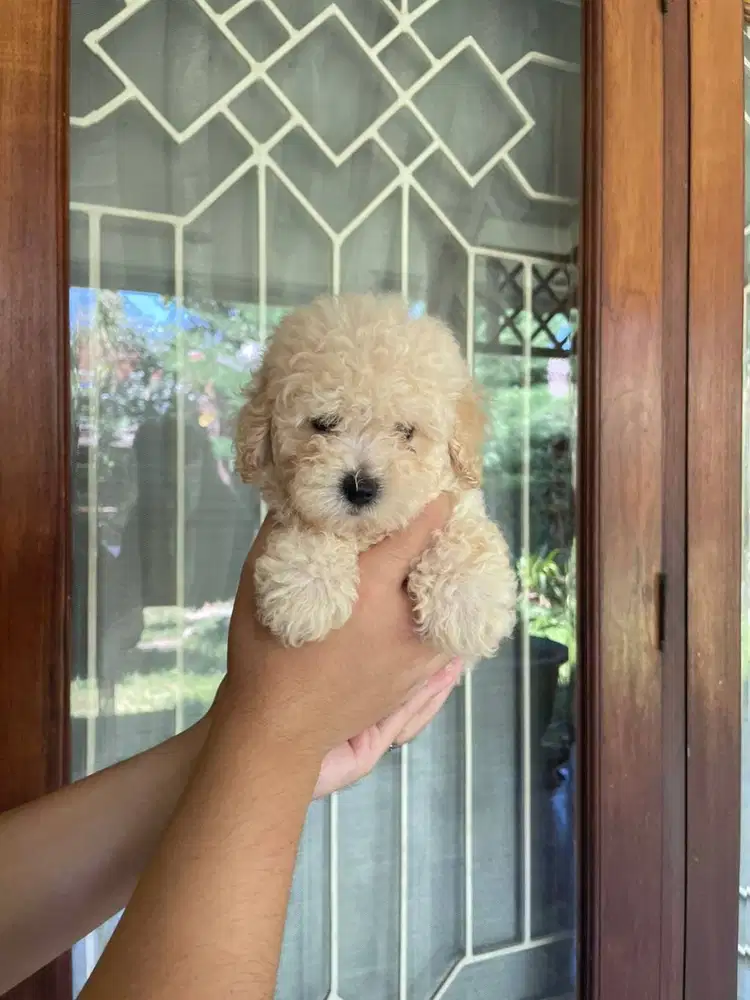 Toy Poodle Surabaya Jantan Light Apricot
