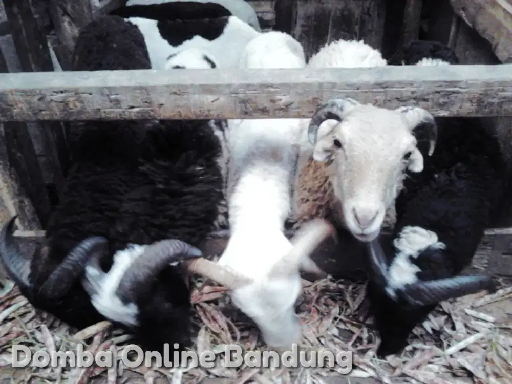 Domba Qurban AL Jabbar