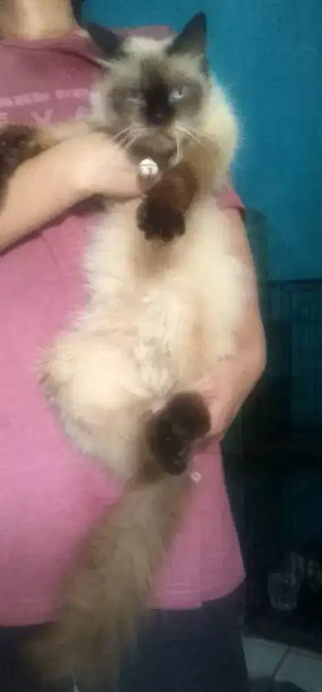 Kucing Himalaya betina birahi
