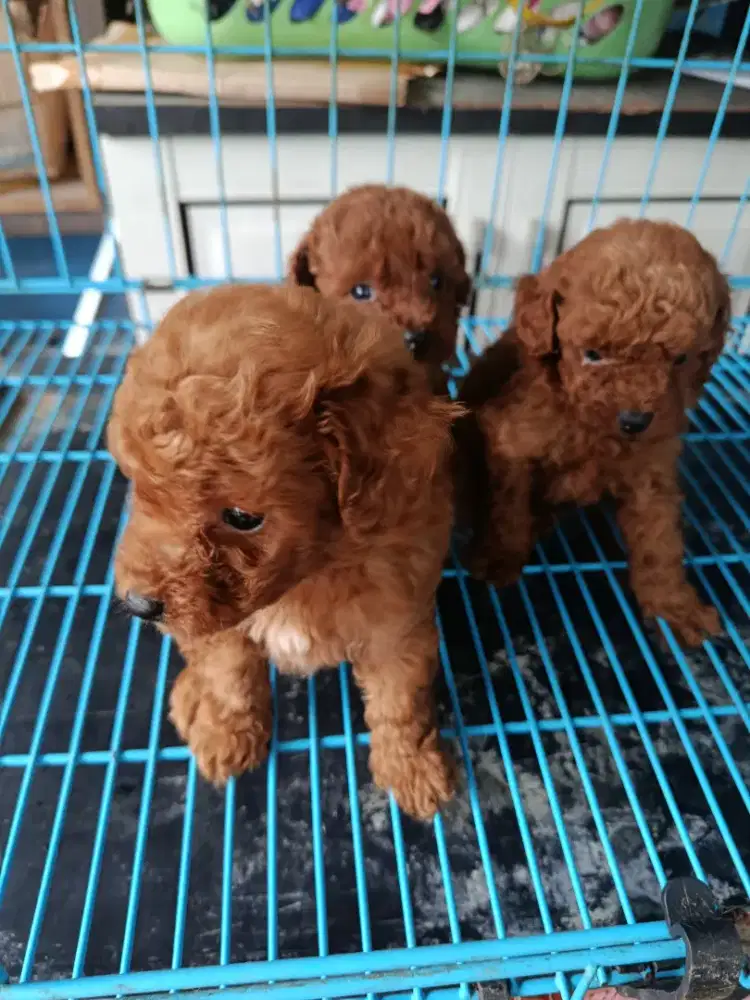 Toy tiny poodle nego sampai deal