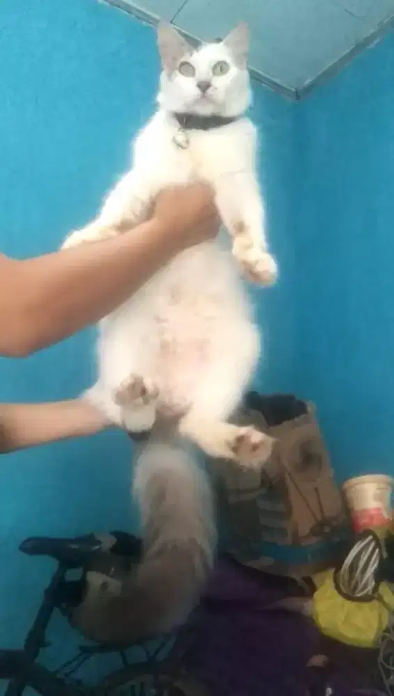 Kucing Persia betina proven birahi lagi